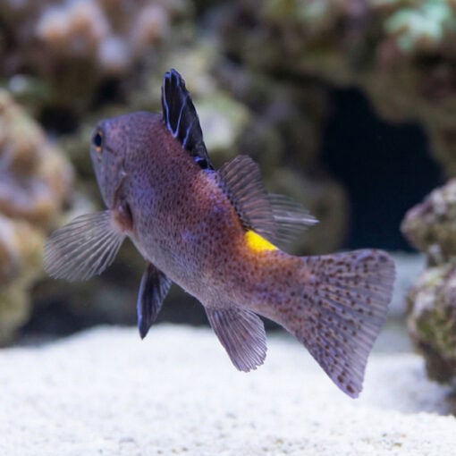Arrowhead Basslet - Image 4