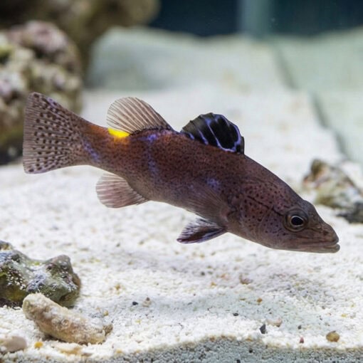 Arrowhead Basslet - Image 5