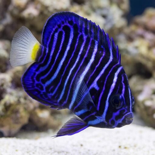 Asfur Angelfish - Image 3