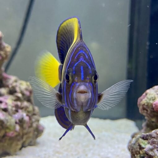 Asfur Angelfish - Image 2