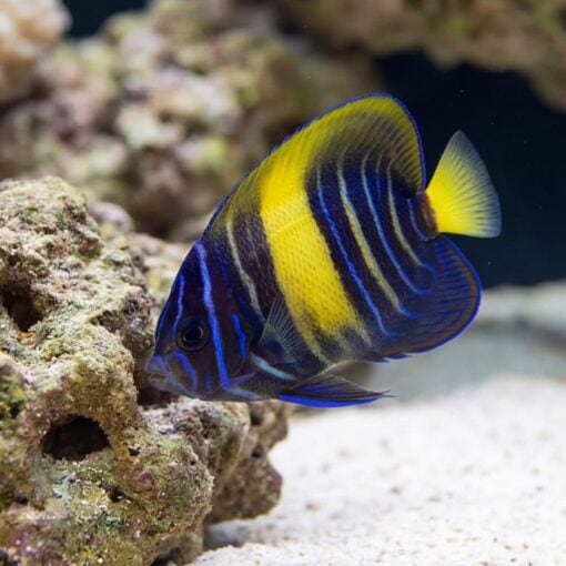 Asfur Angelfish - Image 4