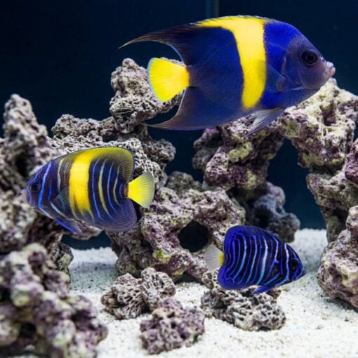 Asfur Angelfish