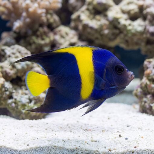 Asfur Angelfish - Image 5