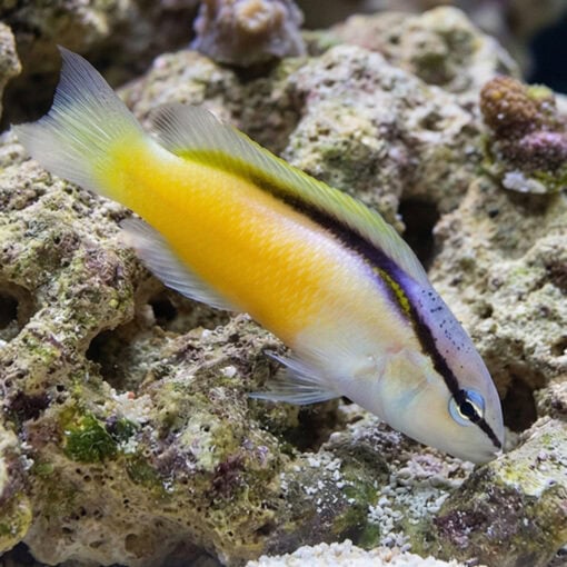 Asian Blackstripe Dottyback