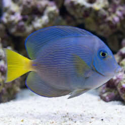 Atlantic Blue Tang