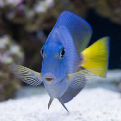 Alternative view of Atlantic Blue Tang