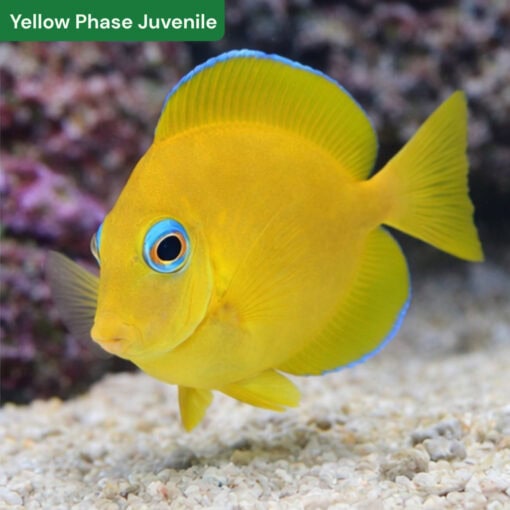 Atlantic Blue Tang - Image 3