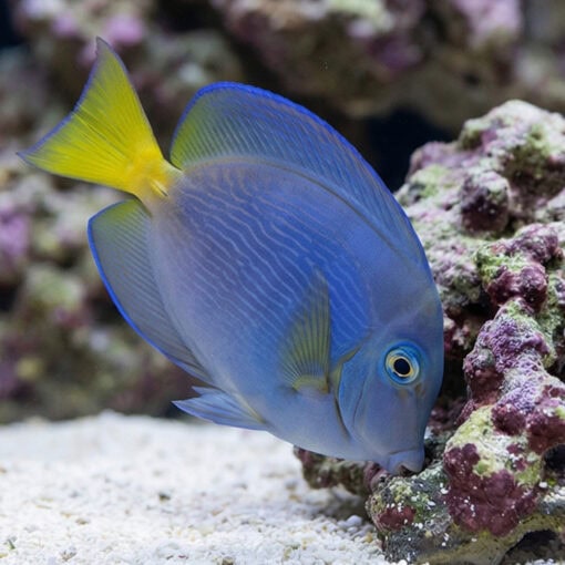 Atlantic Blue Tang - Image 4