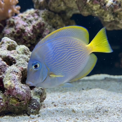 Atlantic Blue Tang - Image 5