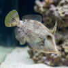 Atlantic Filefish