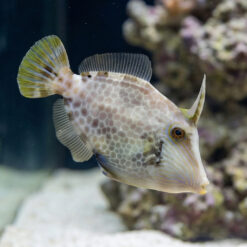 Atlantic Filefish
