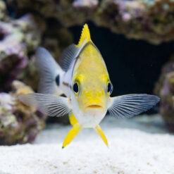 Alternative view of Porkfish