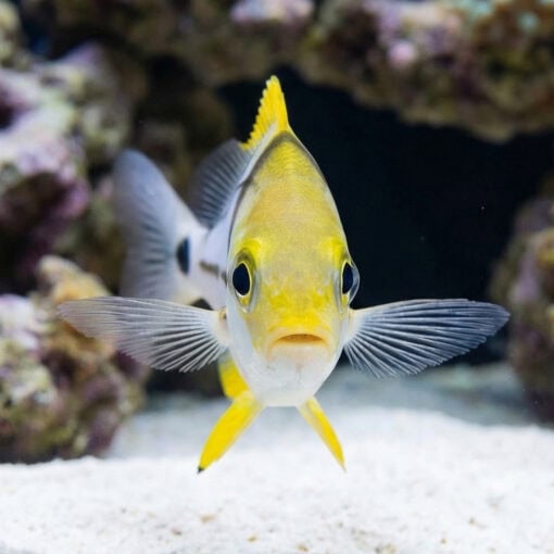 Porkfish - Image 2
