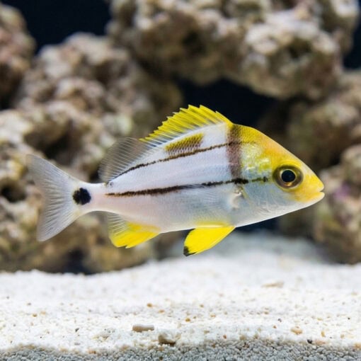 Porkfish - Image 3