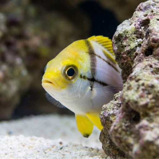 Porkfish - Image 4