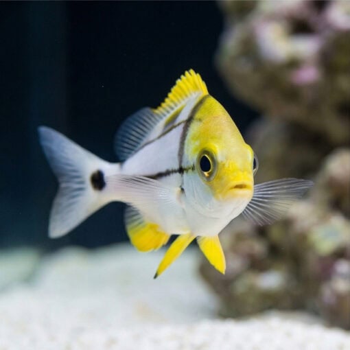 Porkfish - Image 5