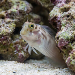 Alternative view of Redlip Blenny