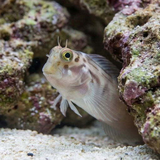 Redlip Blenny - Image 2