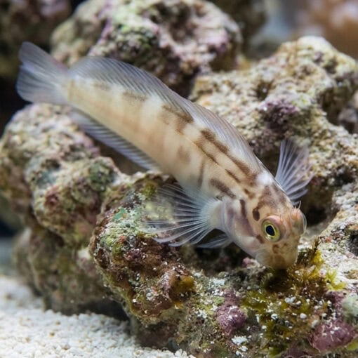 Redlip Blenny - Image 3
