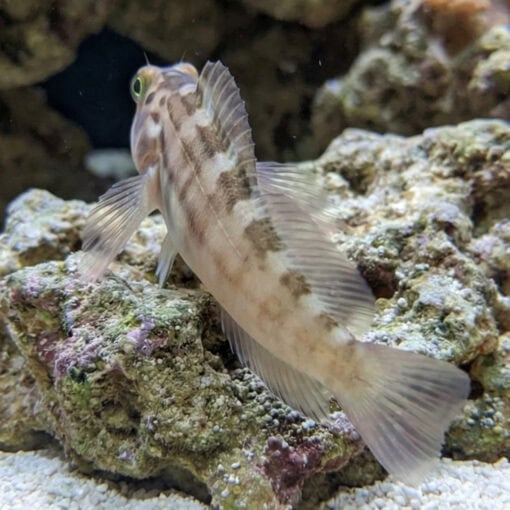 Redlip Blenny - Image 4