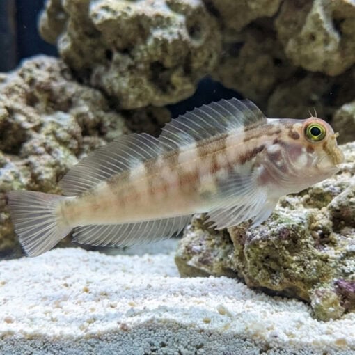 Redlip Blenny - Image 5