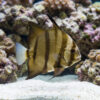 Atlantic Spadefish (Chaetodipterus faber) swimming near sandy bottom with coral reef, showing bold vertical brown stripes and disc-shaped body