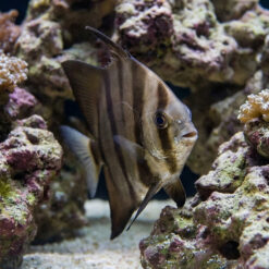 Atlantic Spadefish (Chaetodipterus faber) swimming between rocky reef formations, showing distinctive vertical stripes and tall compressed body