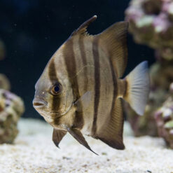 Atlantic Spadefish (Chaetodipterus faber) swimming near sandy bottom with coral, showing distinctive dark vertical stripes on silver-brown body