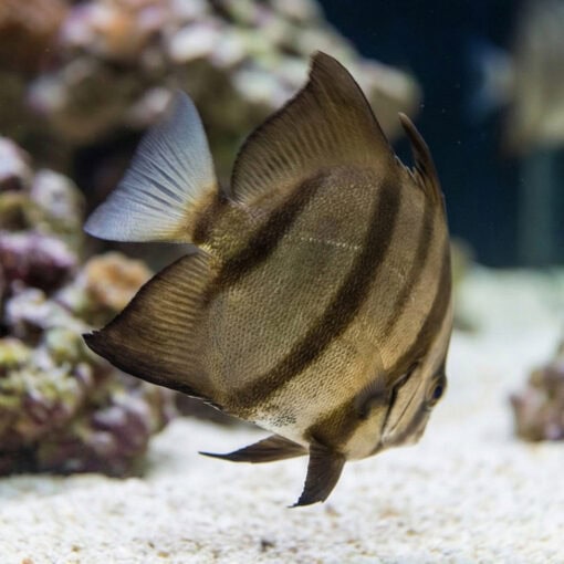 Atlantic Spadefish (Chaetodipterus faber) swimming near sandy substrate with dark vertical stripes visible, coral reef background