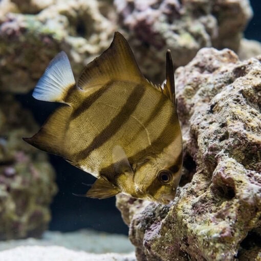 Atlantic Spadefish (Chaetodipterus faber) gold-brown striped juvenile swimming near rocky reef coral formations