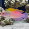 Australian Multicolor Dottyback
