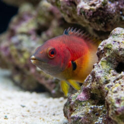 Alternative view of Axilspot Hogfish