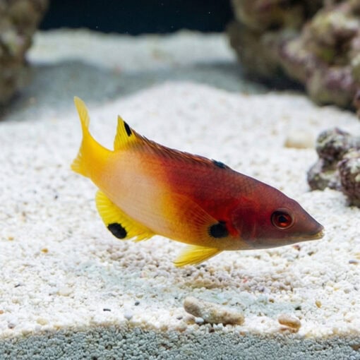 Axilspot Hogfish - Image 3