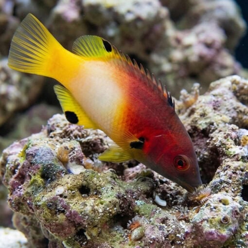 Axilspot Hogfish - Image 4