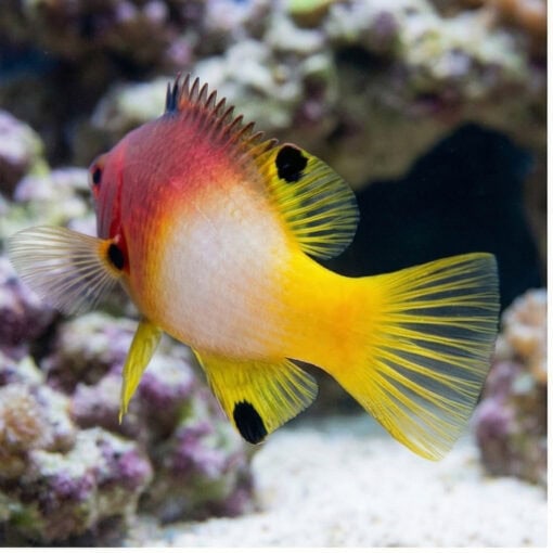 Axilspot Hogfish - Image 5