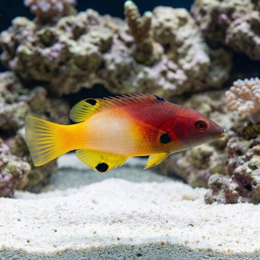 Axilspot Hogfish