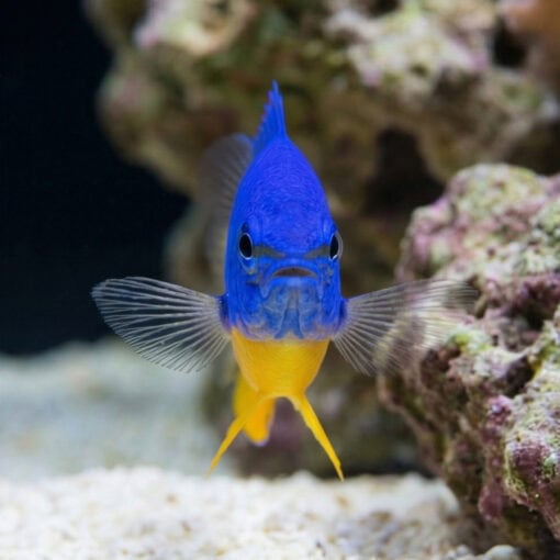 Azure Half Blue Damsel - Image 2