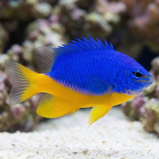 Azure Half Blue Damsel - Image 3