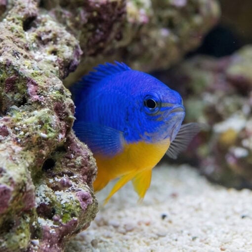 Azure Half Blue Damsel - Image 4