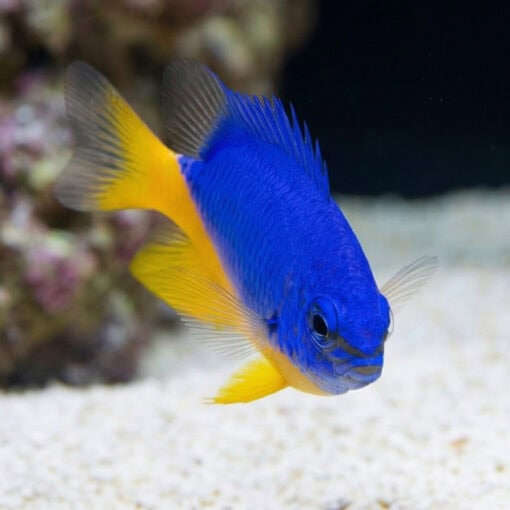Azure Half Blue Damsel - Image 5
