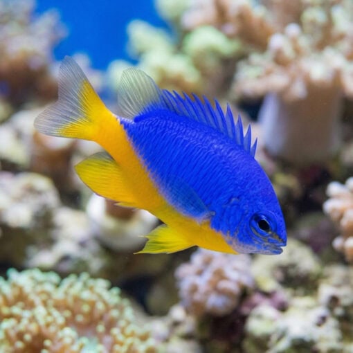 Azure Half Blue Damsel