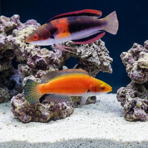 Balteatus Fairy Wrasse