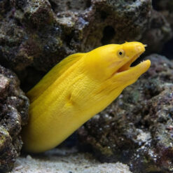 Banana Moray Eel