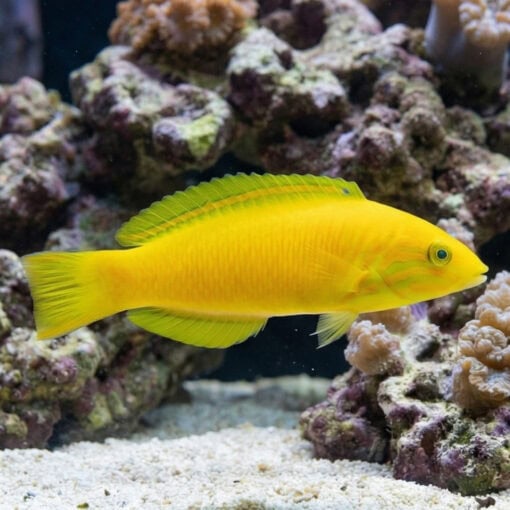 Sunset Wrasse - Image 4