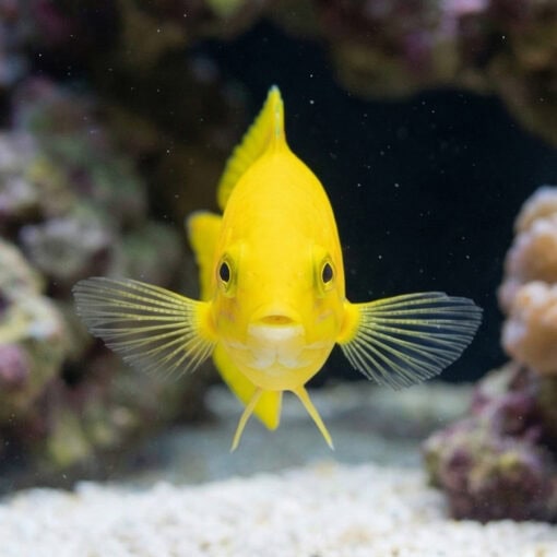 Sunset Wrasse - Image 5