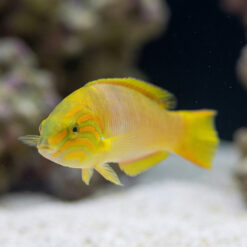 Alternative view of Sunset Wrasse