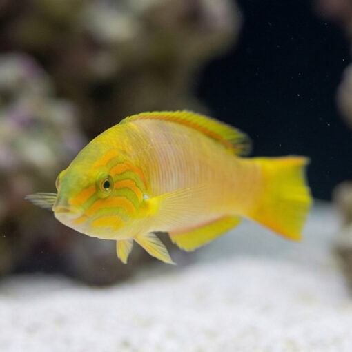 Sunset Wrasse - Image 2