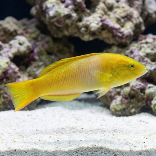 Sunset Wrasse - Image 3