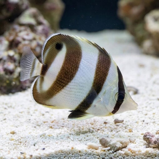 Banded Butterfly