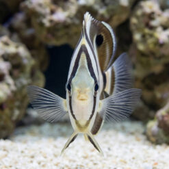 Alternative view of Banded Butterfly